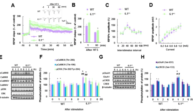 Fig. 11 Kir6.1 +/−  mice exhibit enhanced long-term potentiation (LTP) in the lateral  amygdala (LA)
