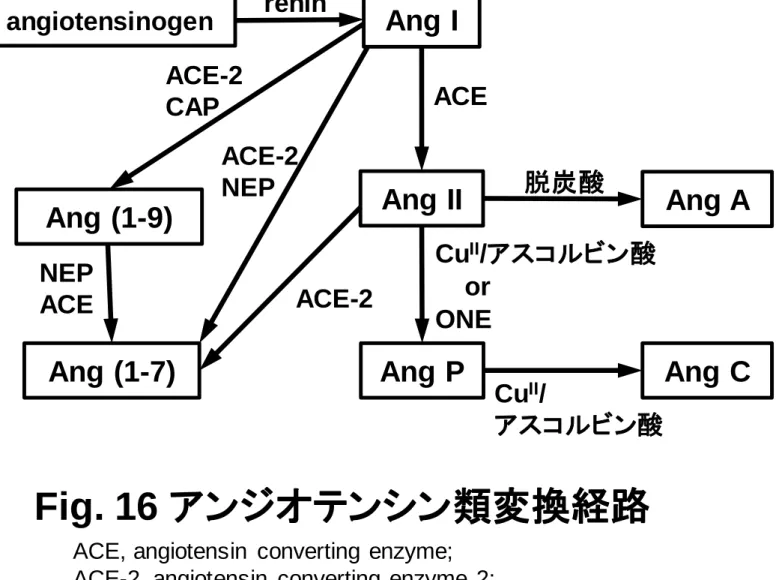 Fig. 16  アンジオテンシン類変換経路