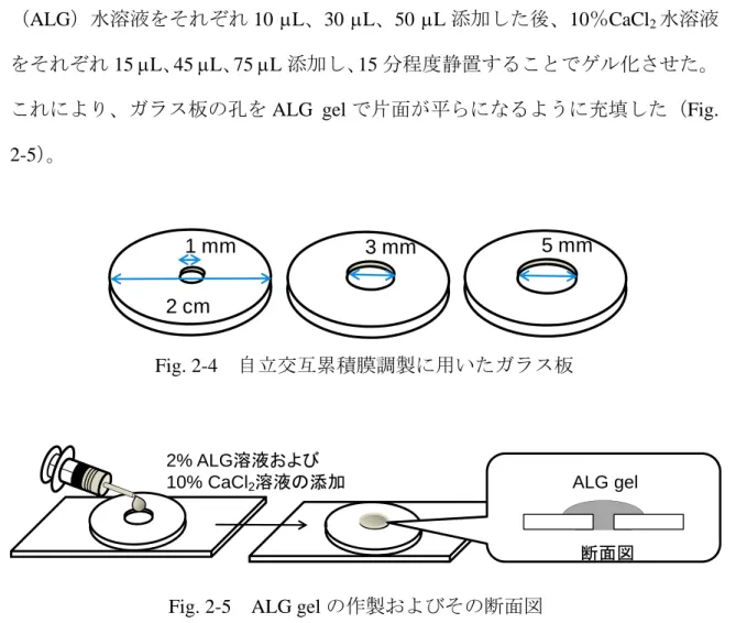Fig. 2-5  ALG gel の作製およびその断面図 