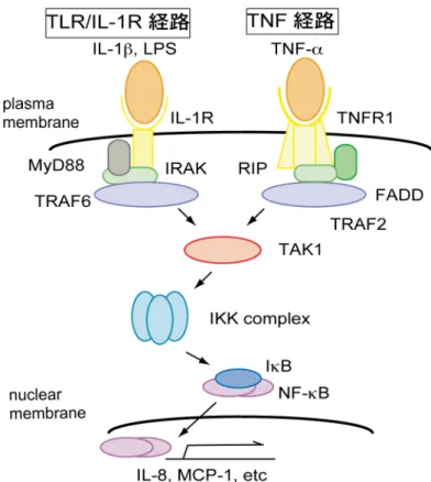 Figure 13. TLR/IL-1R  経路と  TNF  経路 