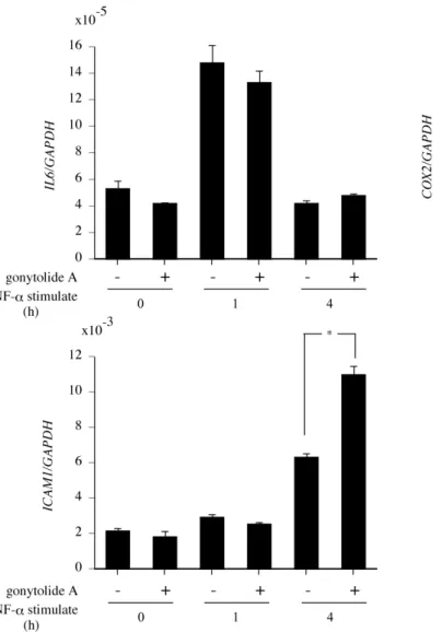 Figure 16. TNF-α  刺激時の IL-6, COX-2, ICAM1  の発現への作用