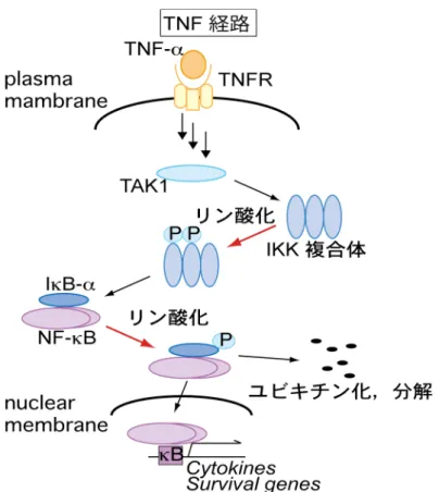 Figure 17. TNF-α  刺激による   IKK, IkB-α  のリン酸化