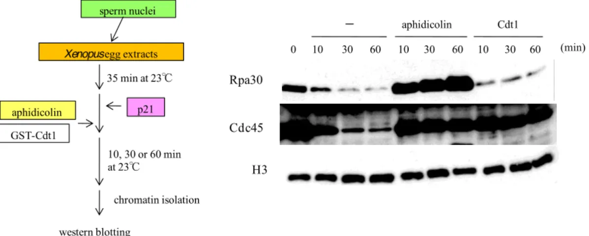 Fig. 3-1  Cdt1 の添加による新生鎖伸長反応抑制時に RPA はクロマチン上に蓄積しない。      精子核 DNA (終濃度 1,000 本/Pl)  とともに 35 分インキュベートした卵抽出液に p21、aphidicolin (終 濃度  40 Pg/ml)  、Cdt1 (終濃度 80 nM)  を加えさらにインキュベートした。パネル上部に示した反応時 間でクロマチン画分を単離し、パネル左に表示したタンパク質のクロマチン結合をウェスタンブロッ ト法により解析した。    コントロールと
