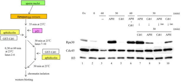 Fig. 3-2  Cdt1 の添加は DNA helicase を阻害することで DNA 複製を阻害する。 