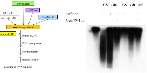 Fig. 3-7  GST-Cdt1-'N とともに caffeine、Gem79-130 を添加すると DNA 合成量は増大する。 