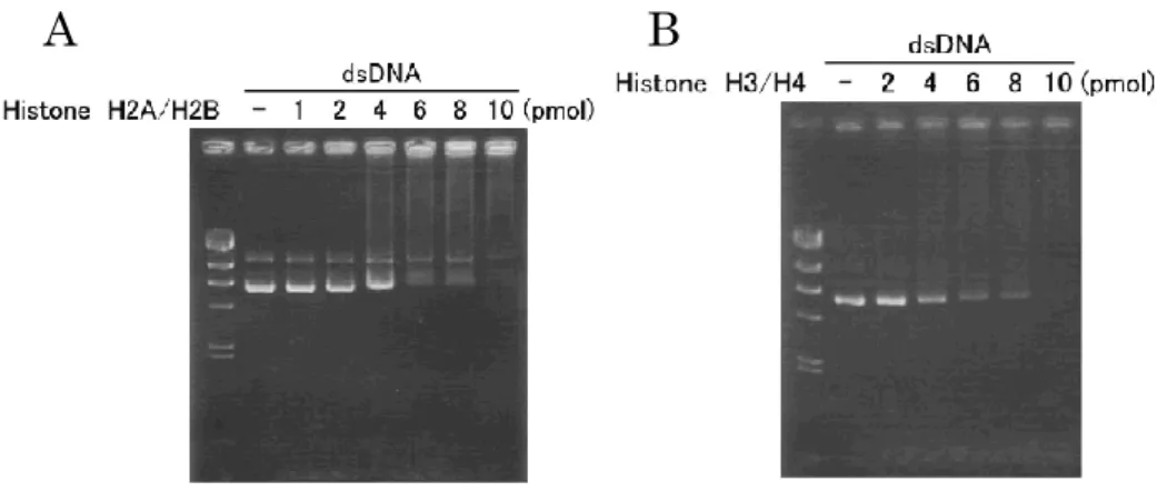 Fig. 2-1  ヒストン  H2A-H2B (A), H3-H4 (B)の二本鎖 DNA との相互作用 