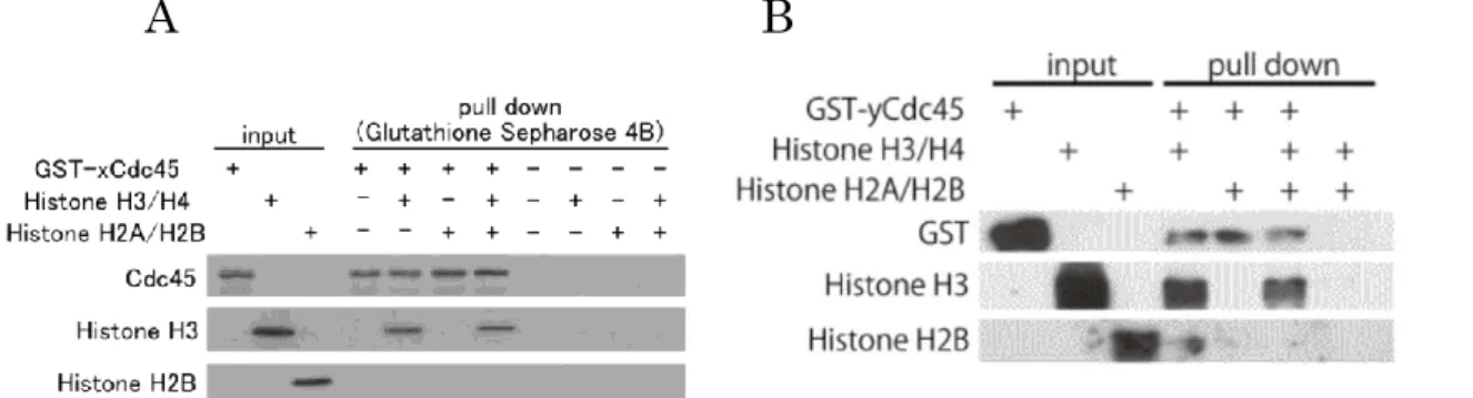 Fig. 4-1 GST-xCdc45 (A), GST-yCdc45 (B)のヒストン結合選択性