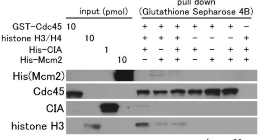 Fig. 4-2 GST-xCdc45 のヒストン H3-H4 結合因子との相互作用