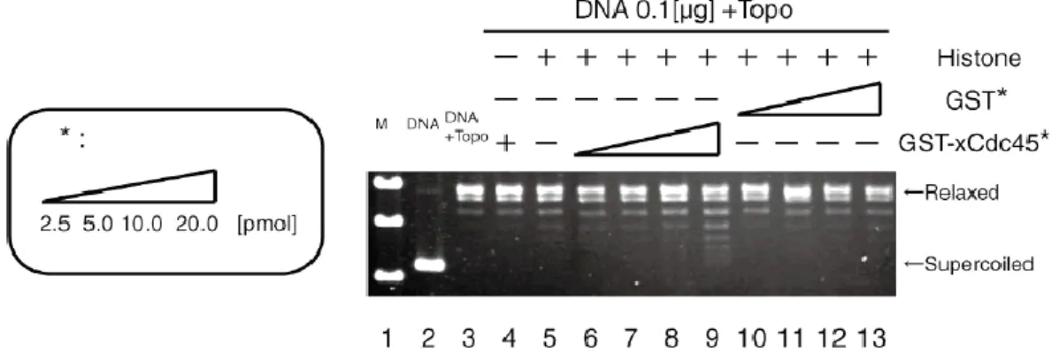 Fig. 4-3 GST-xCdc45 の Supercoiling assay