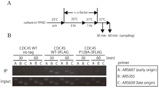 Fig. 5-7 (A)  実験のスキーム、(B) Cdc45-3FLAG のクロマチン結合