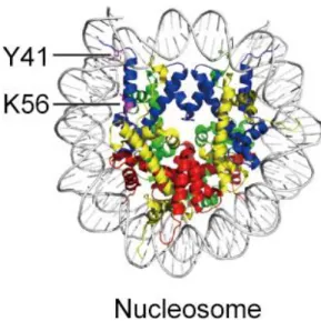 Fig. 2-1 The locations of Y41 and K56 residues on histone H3. 