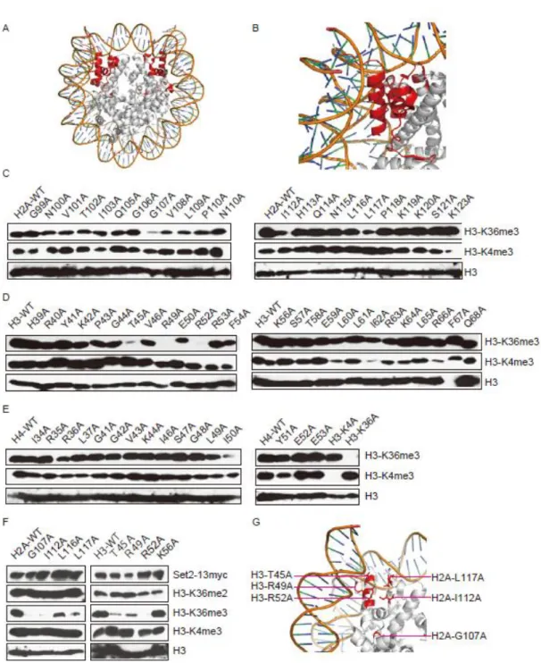 Fig 3-3 Nucleosome entrysite is required for H3-K36me3 