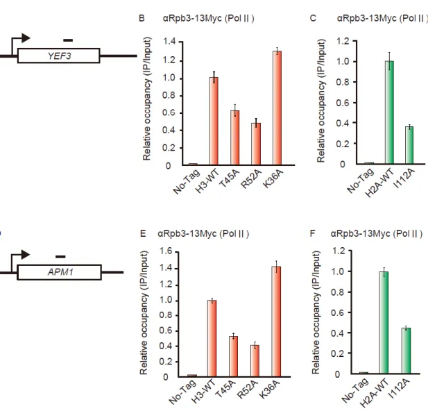 Fig 3-6 RNA polymeraseⅡbinds to chromatin through nucleosome entrysite. 