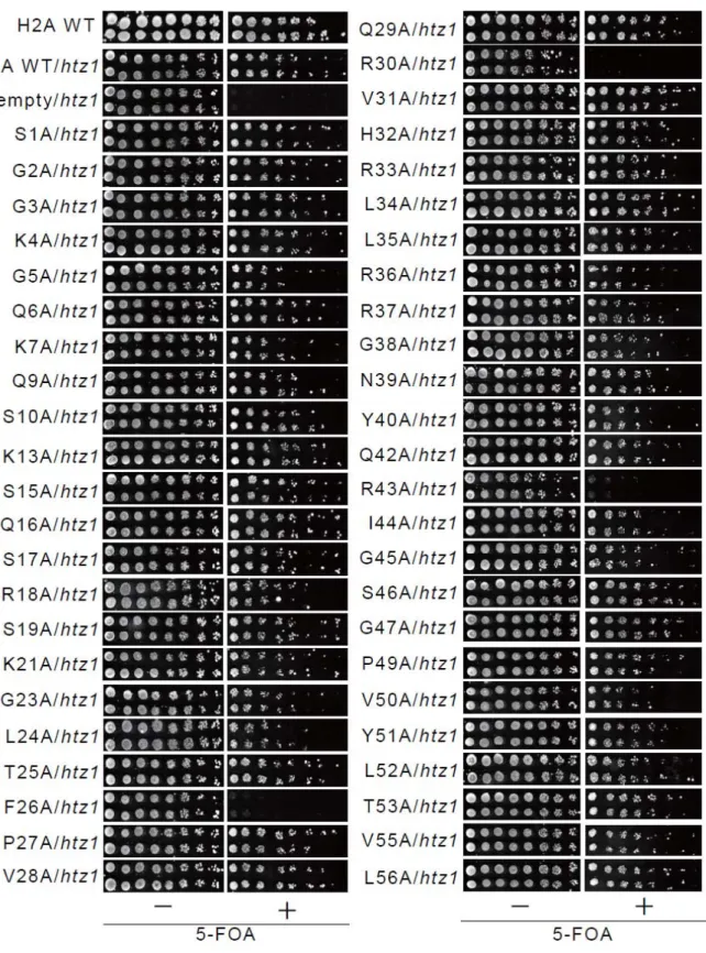 Fig. 5  致死性や増殖能の低下を指標とした htz1 欠損と H2A 点変異体の二重変異株の網羅的 スクリーニング 