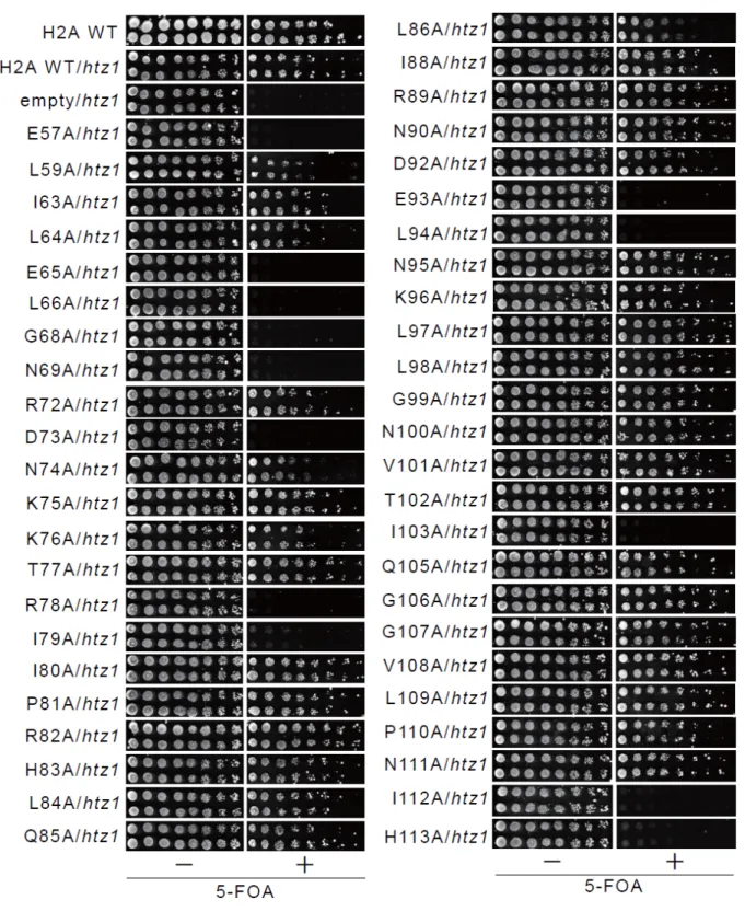 Fig. 5  致死性や増殖能の低下を指標とした htz1 欠損と H2A 点変異体の二重変異株の網羅的 スクリーニング 