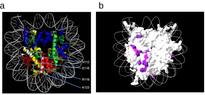 Fig. 8  Htz1 の完全欠損時に致死性や Slow growth 表現型を示す残基のマッピング