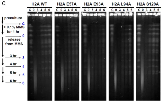 Fig. 9  H2A E93A 変異体は DNA 修復に遅れが観察される