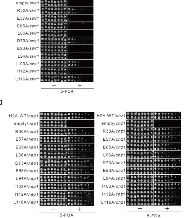 Fig. 11  htz1 と合成致死になる H2A 点変異体は、 NAP1 および CHZ1 遺伝子を破壊したとき致 死性や増殖能の低下を示さない (b) が、 SWR1 欠損時に致死性や増殖能の低下を示す (a)。 