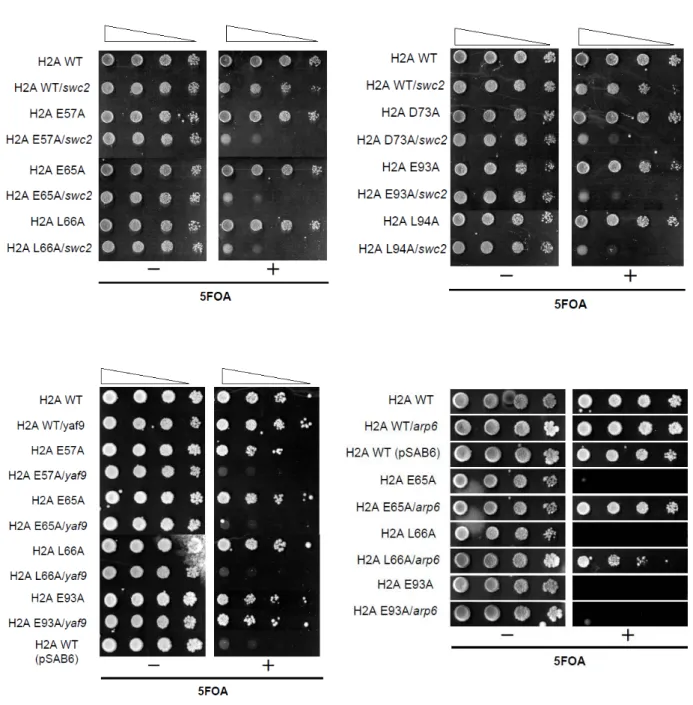 Fig. 12  htz1 と合成致死になる H2A 点変異体と SWC2, YAF9 および ARP6 との遺伝学的関連性 htz1 と合成致死になるヒストン H2A 点変異体は、これらの遺伝子欠損時にも致死性や増殖能の 低下を示した 
