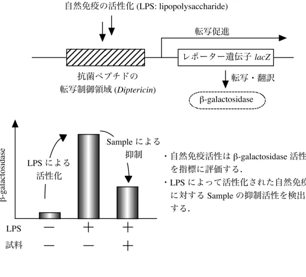 Figure 2.  自然免疫に対する活性評価系  (Dpt-lacZ  系 )・自然免疫活性は  β-galactosidase  活性 を指標に評価する. ・LPS  によって活性化された自然免疫 に対する Sample の抑制活性を検出 する. 自然免疫の活性化 (LPS: lipopolysaccharide)抗菌ペプチドの転写制御領域 (Diptericin)レポーター遺伝子 lacZβ-galactosidase転写・翻訳転写促進LPS による活性化Sample による抑制LPS試料β-gala