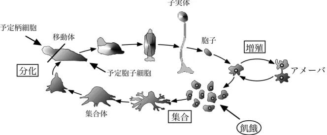Figure 1. Life cycle of cellular slime mold Dictyostelium discoideum.