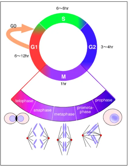Figure 1-1-1.  A schematic representation of the cell cycle. 
