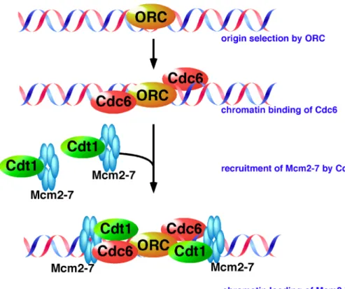 Figure 1-1-2 Steps of origin licensing in eukaryotes.  