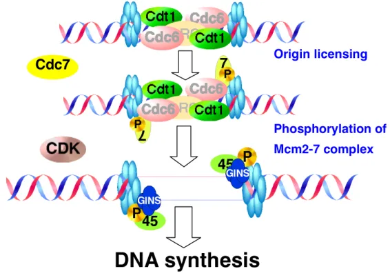 Figure  1-1-3.  Schematic  representation  of  the  steps  to  initiation  of  DNA  replication  in  eukaryotes