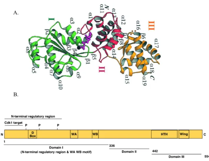 Figure 1-1-4. A. Secondary structure of  Pyrobaculum aerophilum Cdc6 constituting of 3 major  domains:  domain  I,  II  and  III