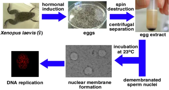 Figure 1-1-5. Xenopus egg extract cell-free system. 