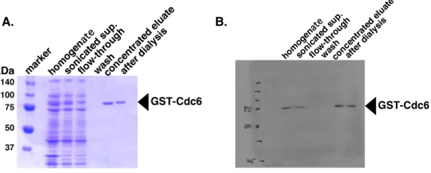 Figure 1-3-1. Purification of recombinant GST-Cdc6 (rCdc6). A. Coomassie Brilliant Blue  staining  of  rCdc6  fractions  at  different  stages  of  purification