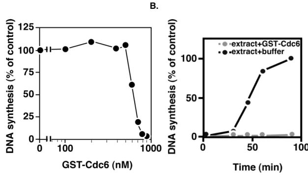 Figure  1-3-2.  DNA  synthesis  was  inhibited  in  rCdc6-supplemented  extracts.  (A)  DNA  synthesis  in  Xenopus  egg  extracts  supplemented  with  various  concentrations  of  GST-Cdc6