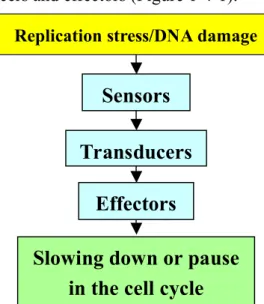 Figure 1-4-1. Schematic representation of the basic steps of checkpoint pathways. 
