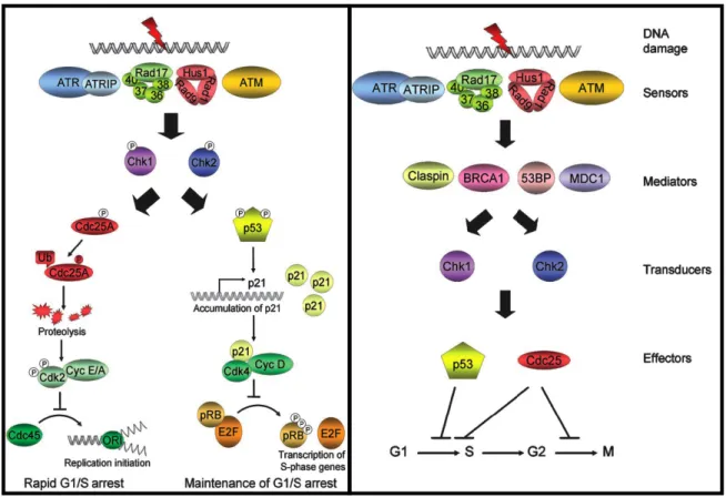 Figure 1-4-2. Summary of  the G1/S checkpoint (left) and DNA damage checkpoint (right)