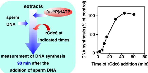 Figure 1-5-1. Cdc6 inhibited DNA replication at an earlier step. A scheme of the assay (left)