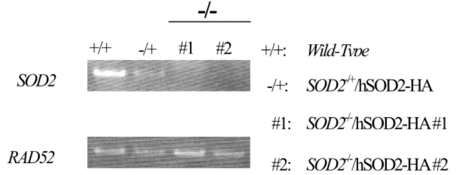 Fig. 3-3    SOD2 -/- /hSOD2-HA ᰬࡡష⿿