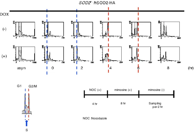 Fig. 4-12    SOD2 ᯜῤ᫤ࡡ⣵⬂࿔᭿ࡡ㐔ᘇ  (1) 