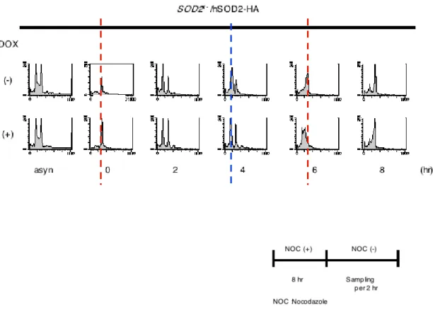 Fig. 4-14    SOD2 ᯜῤ᫤ࡡ⣵⬂࿔᭿ࡡ㐔ᘇ  (2) 