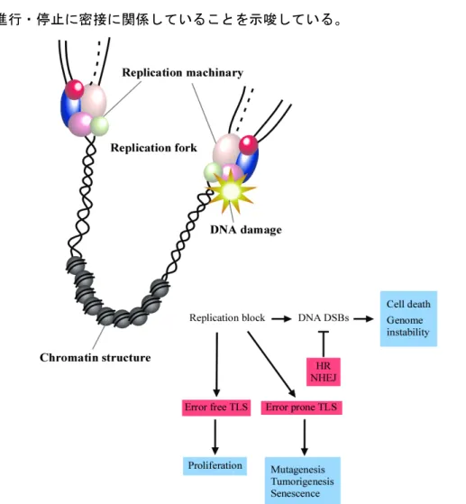 Fig. 0  Biological  phenomenon  related  to  DNA  replication  and  repair. The protection of genomic integrity is a  major  challenge  for  living  cells  that  are  continuously  exposed  to  endogenous  and  environmental  DNA-damaging  insults