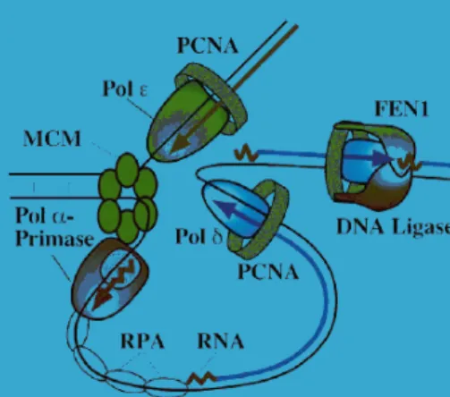 Fig. 2 Eukaryotic replication fork. (Garg et al., 2005) The  minimal set of proteins for fork propagation are indicated