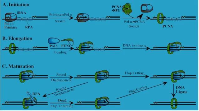 Fig. 3  The  lagging  strand  synthesis  (Garg  et  al.,  2005)  Initially, Pol  α/primase complex synthesizes RNA/DNA  primer