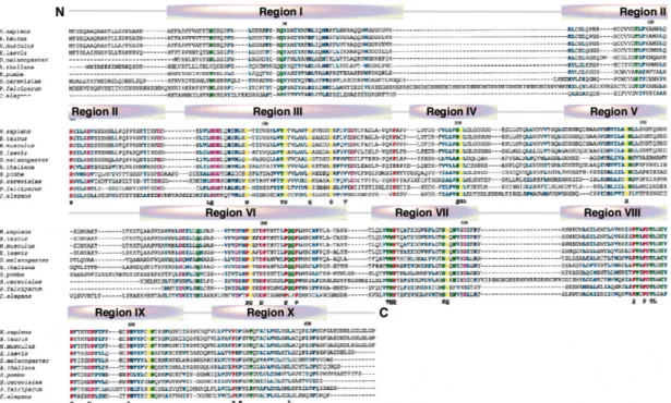 Fig. 6 Protein alignment of Pol31/PolD2 proteins from ten eukaryotic species (Reynolds et al., 1999) Based on  protein sequence comparisons across several eukaryotic species, ten conserved regions have been identified in Pol31