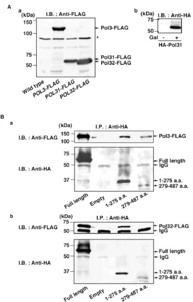 Fig. 7 The N-terminal region of Pol31 is sufficient to constitute the Pol δ complex between Pol3 and Pol32
