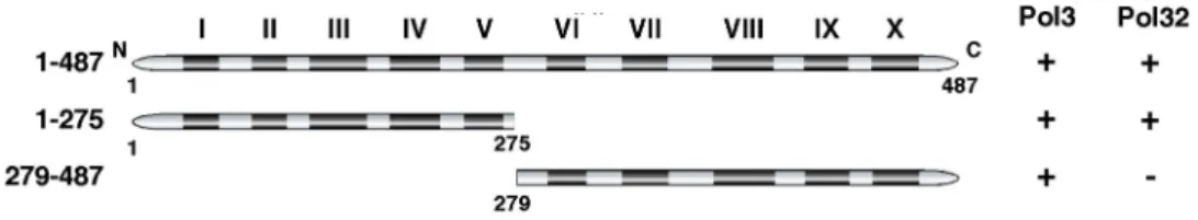 Fig. 8  Summary  of  subunit  interactions  expected  in  this  experiment. The N-terminal 1-275 aa region of Pol31  could  coimmunoprecipitate  both  Pol3  and  Pol32  whereas  the  C-terminal  279-487  aa  region  only  coimmunoprecipitated Pol3