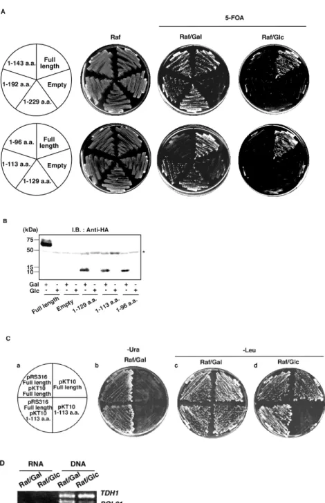 Fig. 10 The N-terminal 113 aa fragment of Pol31 is sufficient for viability. A, Evaluation of N-terminal fragments  of Pol31 for viability