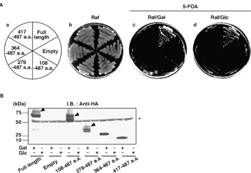 Fig.  11  Various  N-terminally  truncated  Pol31  derivatives  do  not  support  cell  viability  A,  Viability