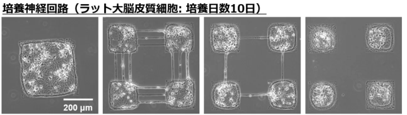 図 3.1 モジュール性を制御した培養神経回路の顕微鏡写真． モジュール（同一区画に配置された培養神経細胞が作るネットワーク）を構成し，そのモ ジュール間を疎に結合（区画間を細い連絡線で結ぶ）することによってモジュール構造を 実現し，その活動を調べる研究が行われている（図 3.1 ） ．この結線構造をシミュレーショ ン上で再現し，神経回路の持つモジュール構造がネットワークダイナミクスに及ぼす影響 を明らかにすることが狙いである． 3.3 ニューロンモデル 3.3.1 ニューロンモデルの比較 神経回路を構成す