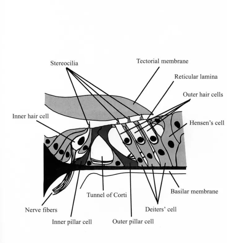 Figure 1.4. Structure of the organ of Corti. The organ of Corti sits on the basilar membrane,and it contains an array of supportlng Cells, outer hair cells and inner hair cells. Tectorial membrane is above the organ of Corti.