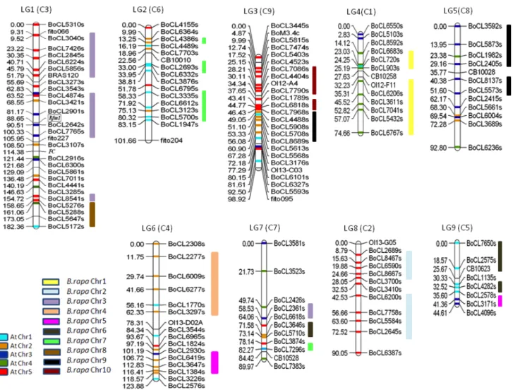 Fig.  2. Genetic linkage map of B. oleracea  based on EST-SNP  markers with  comparative maps of A