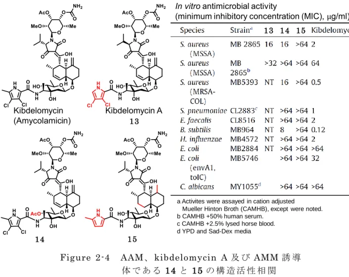 Figure  2-4  AAM、 kibdelomycin  A 及 び AMM 誘 導 体 で あ る 14 と 15 の 構 造 活 性 相 関